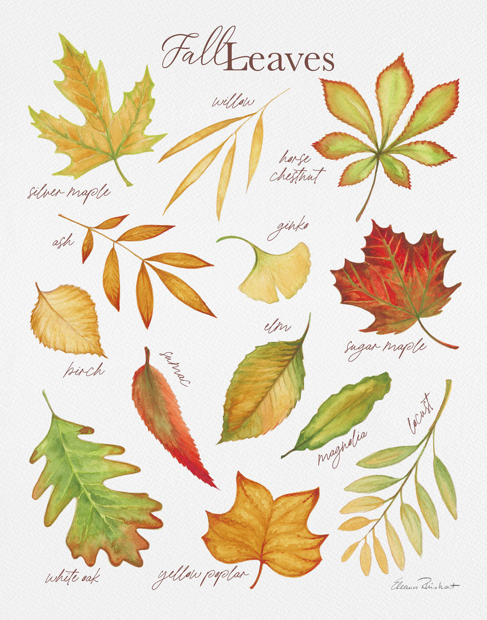 Fall Leaf Identification Art Print, Fall and Thanksgiving Decor
