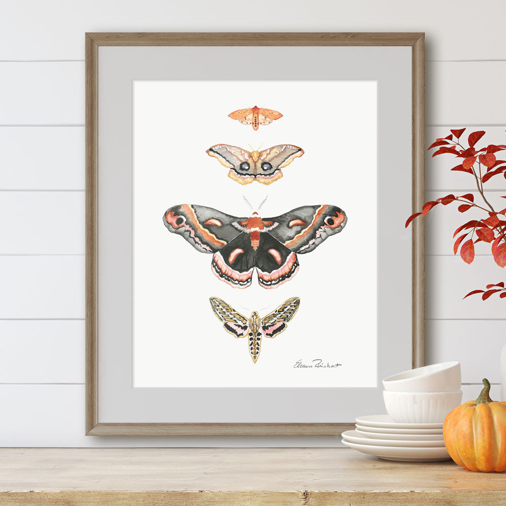 Moths of North America Art Print, Vintage Style Pink Decor