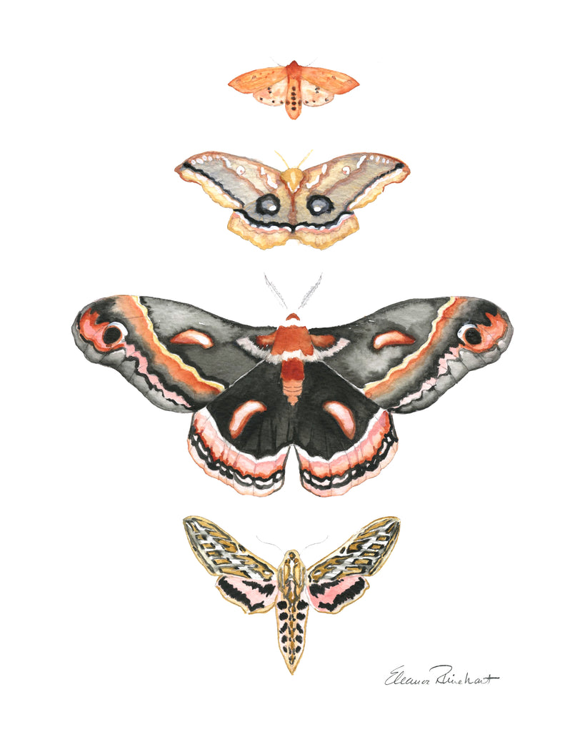 Moths of North America Art Print, Vintage Style Pink Decor